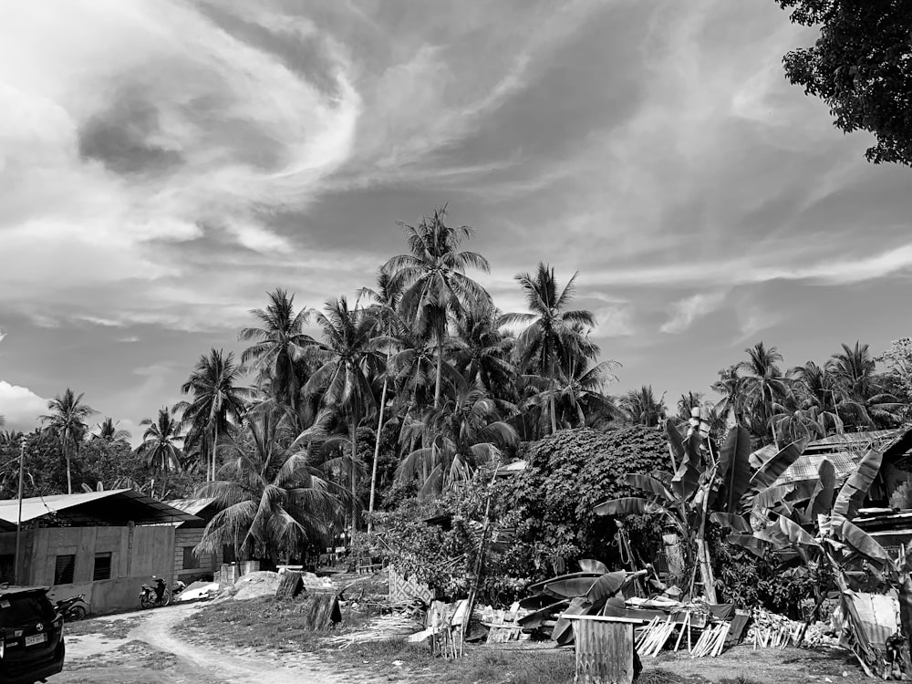 grayscale photo of palm trees near house