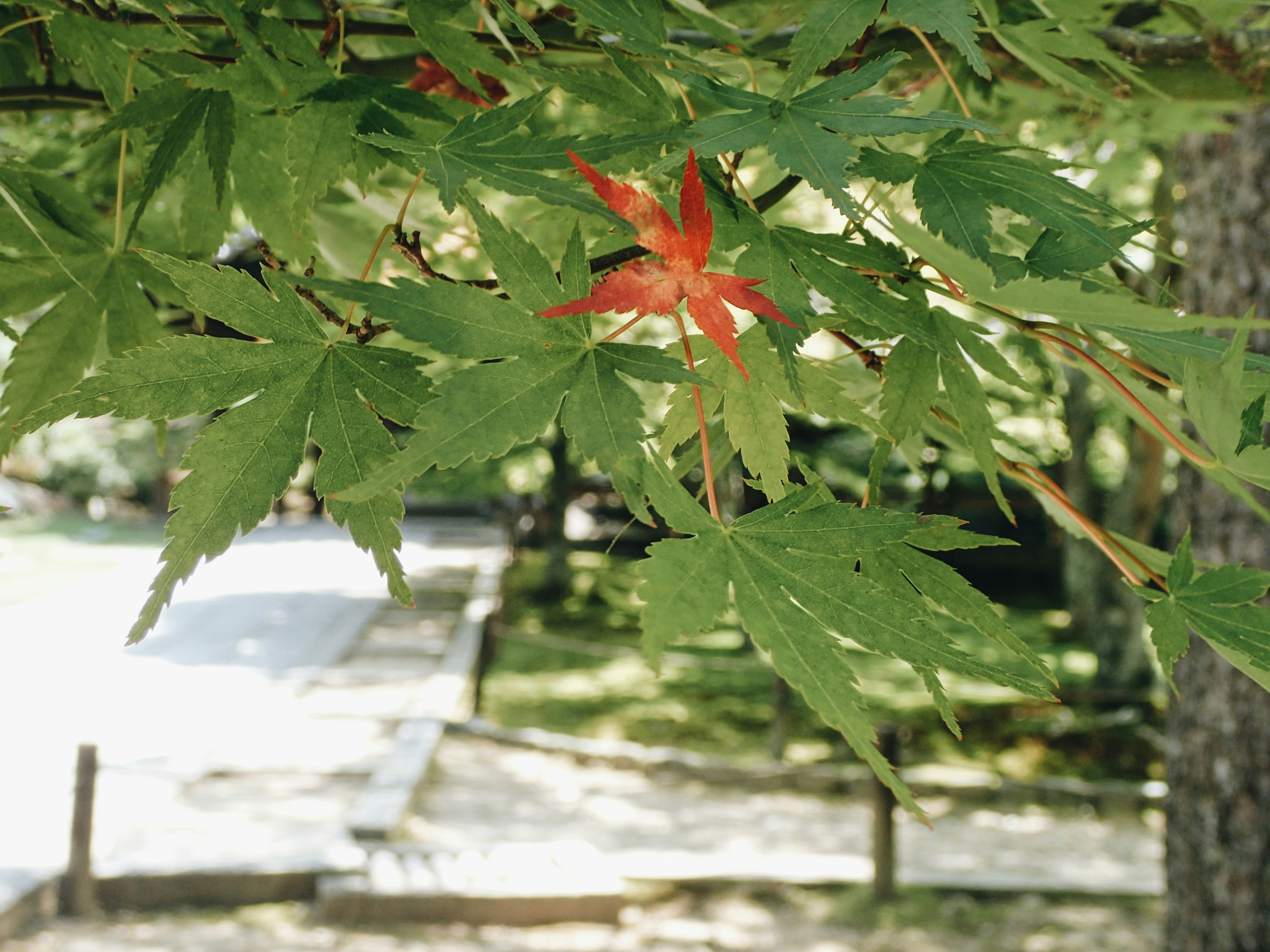 feuille d’érable rouge sur feuilles vertes