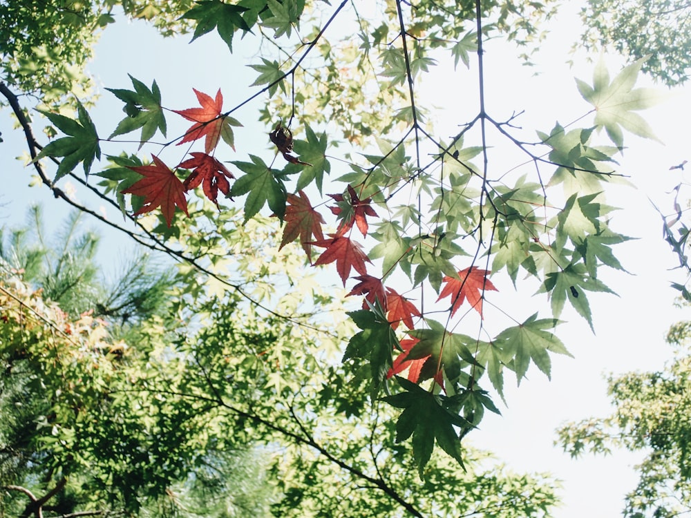 red and green maple tree