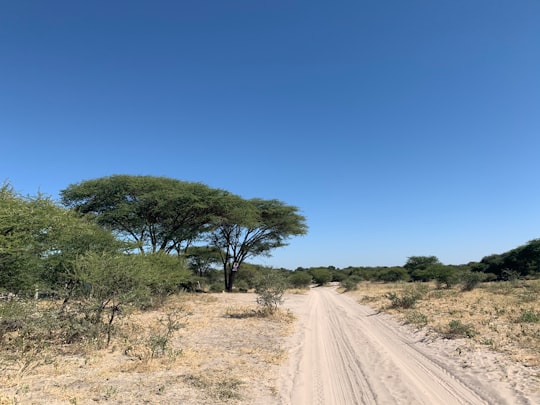 brown dirt road between green trees under blue sky during daytime in Chobe Botswana