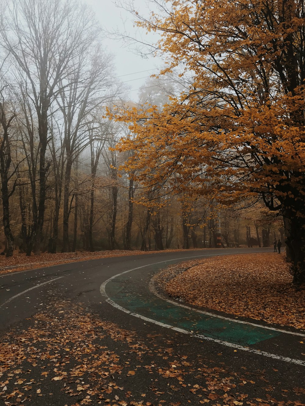 brown trees beside road during daytime