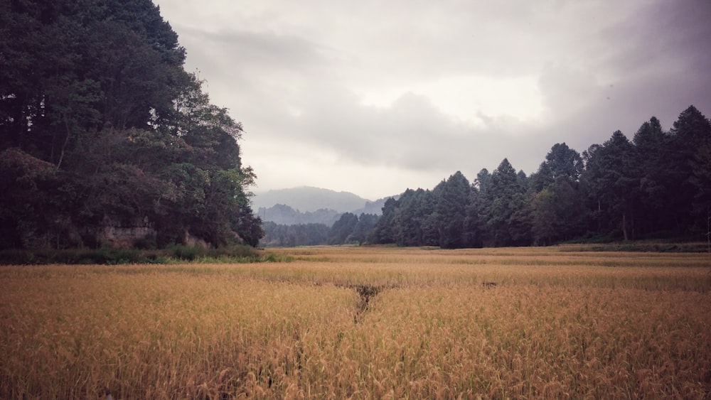 brown grass field under white sky during daytime