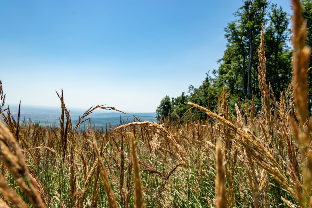 Nature reserve photo spot VeÄ¾kÃ¡ Homola (709m) Slovakia