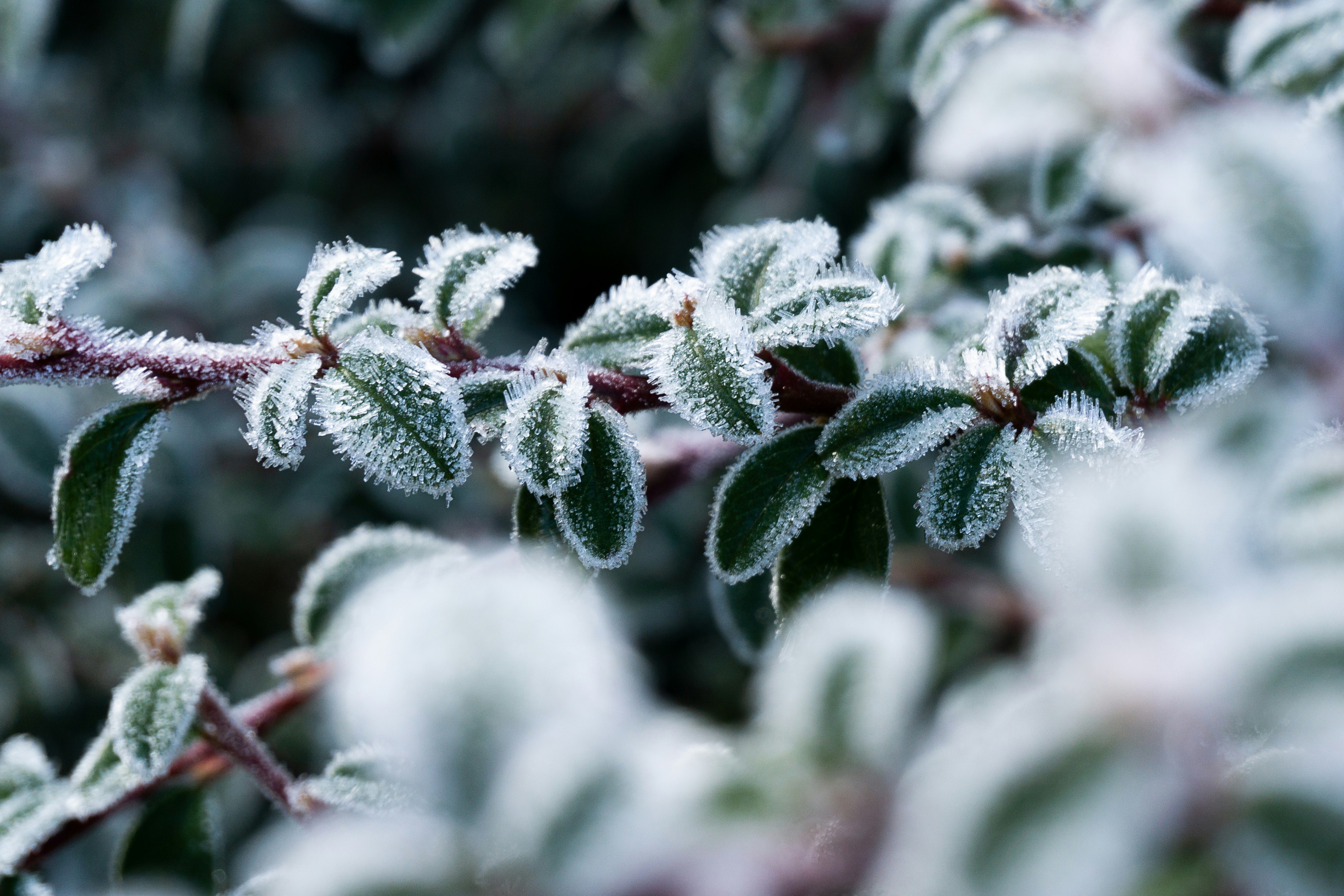 green plant covered with snow
