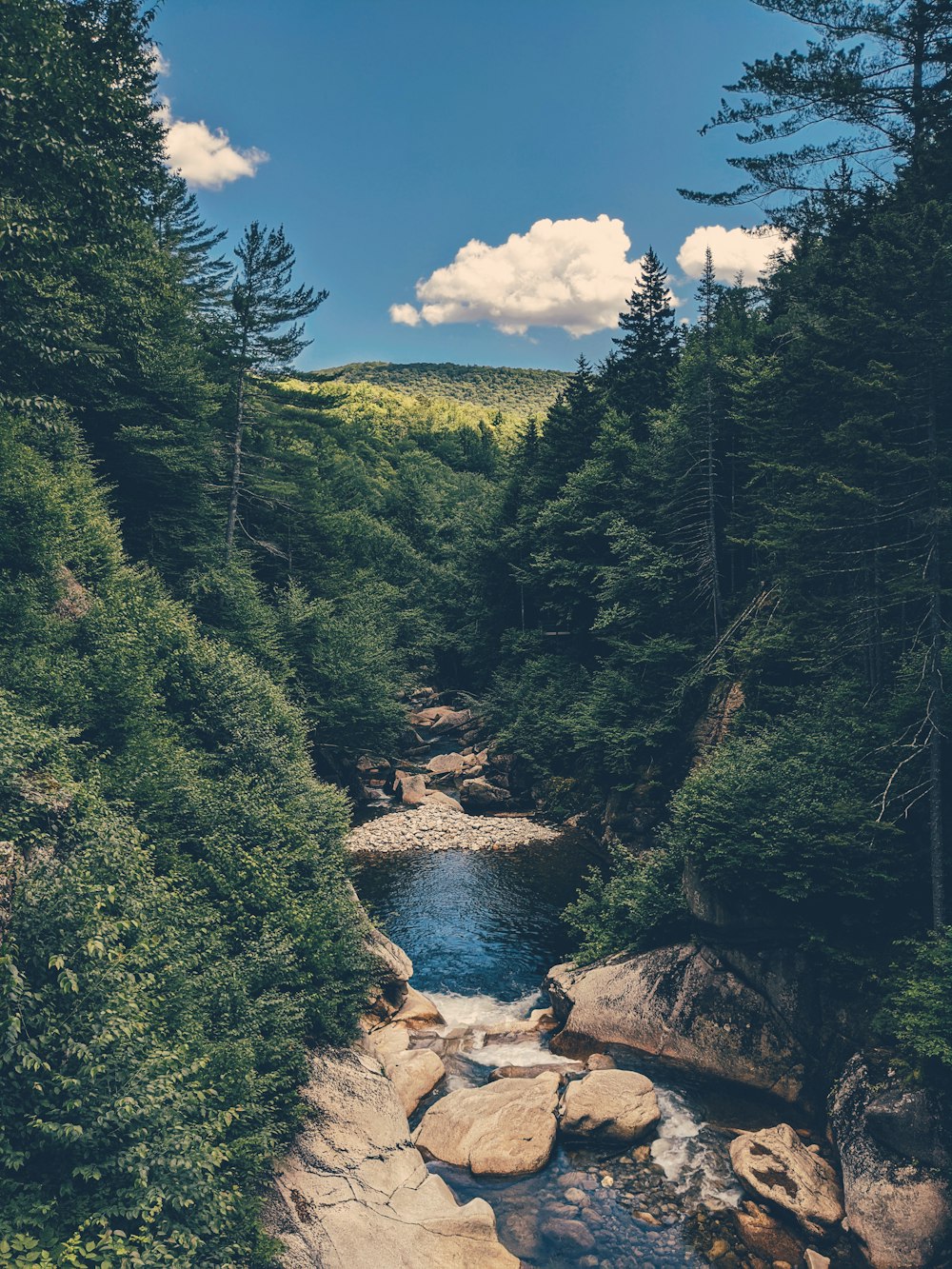 river between green trees under blue sky during daytime