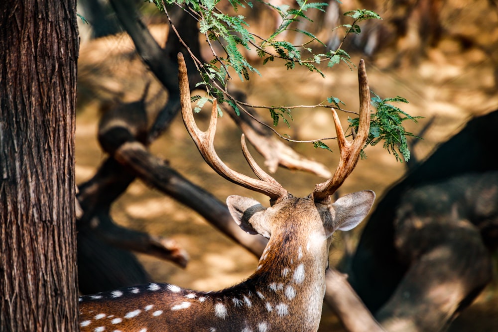 brown and white giraffe eating green leaves