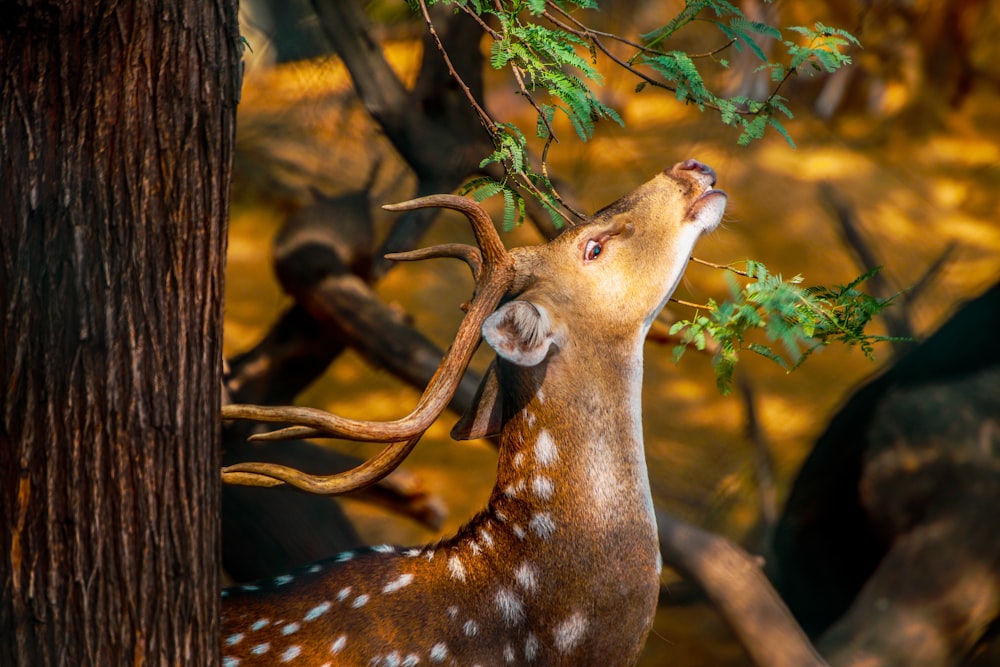 brown and white giraffe in forest during daytime