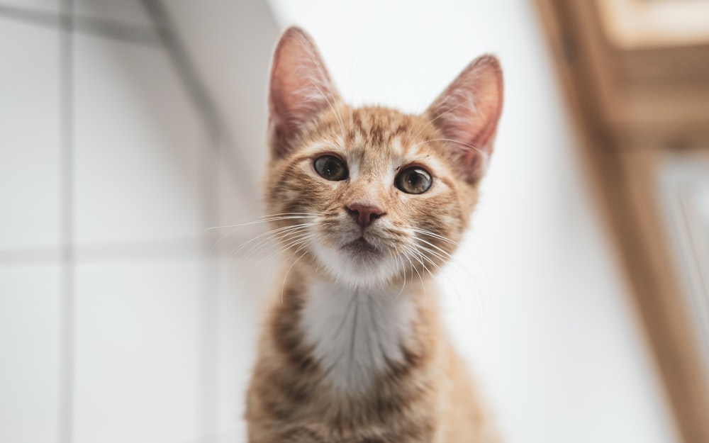 orange tabby cat in white background