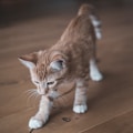 orange tabby cat on brown wooden floor