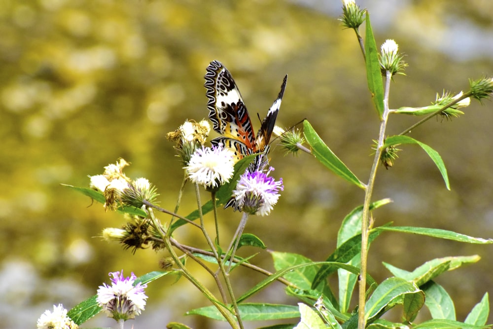 black white and orange butterfly perched on purple flower in close up photography during daytime