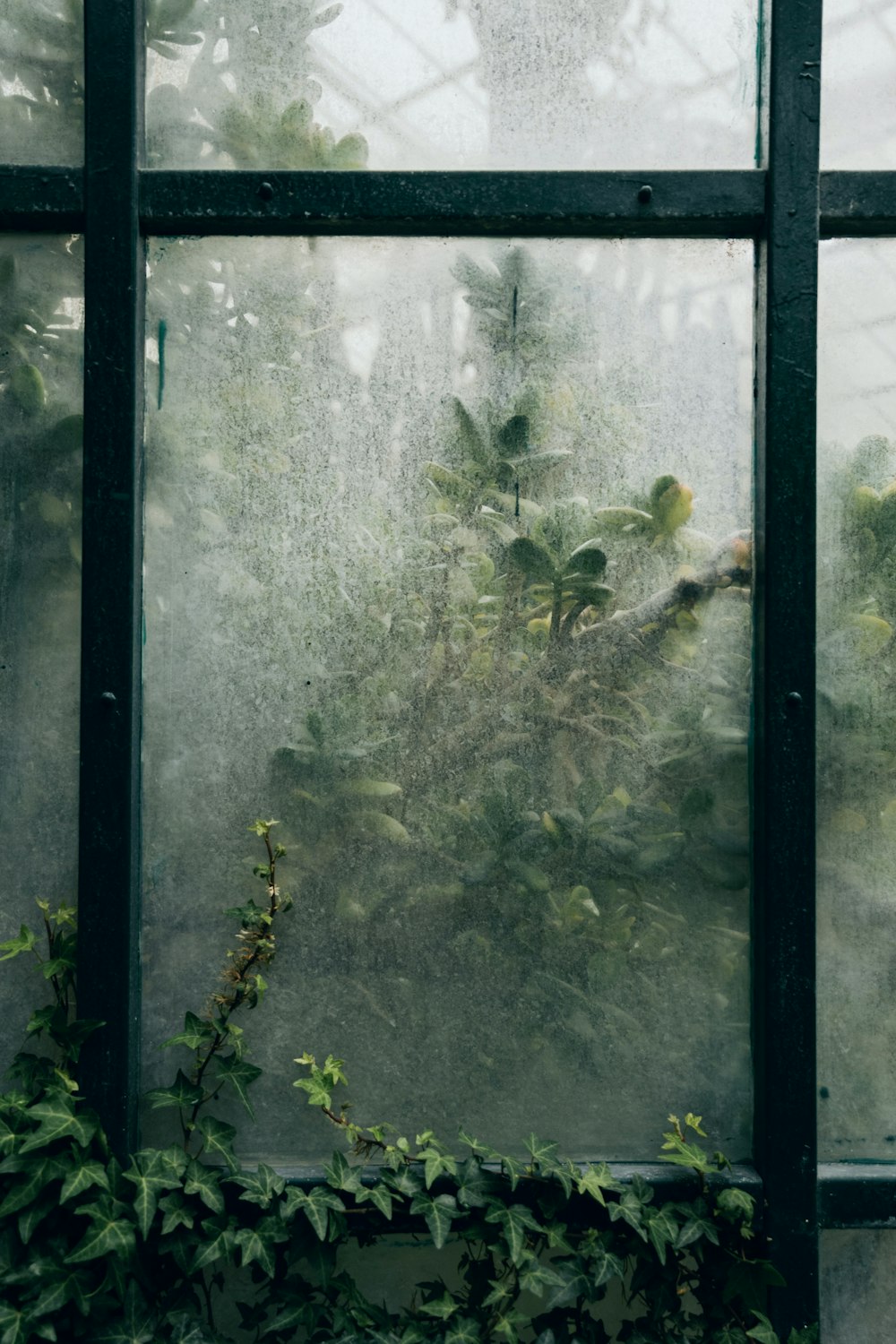 green plant near glass window