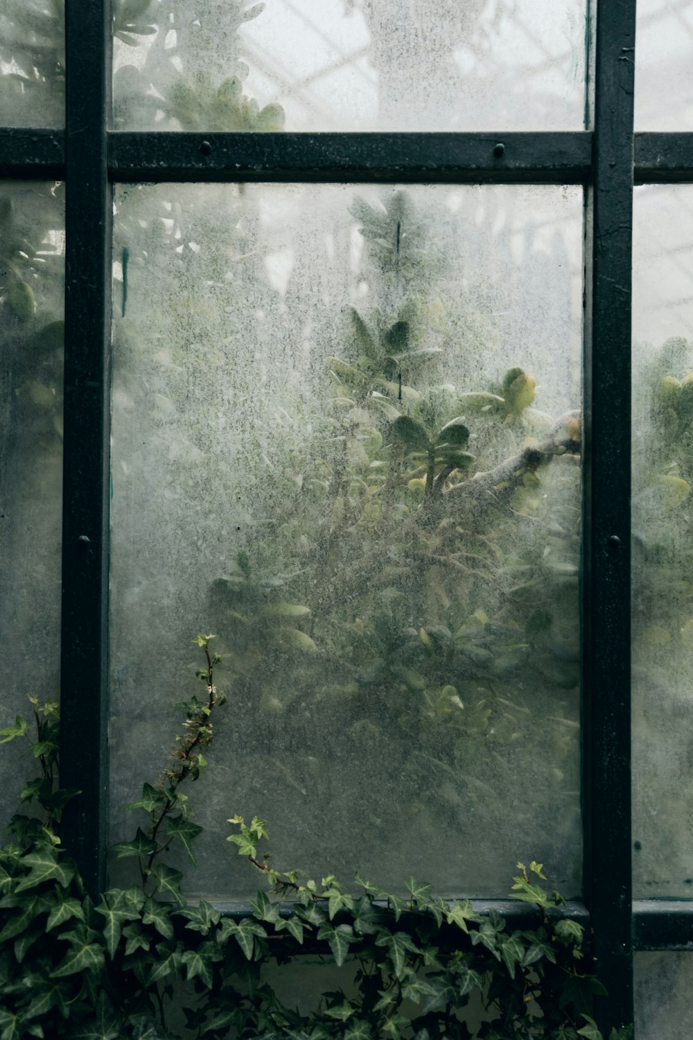 planta verde perto da janela de vidro