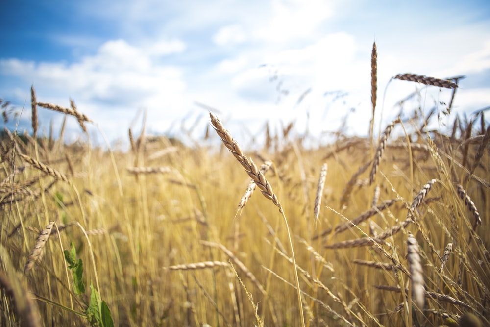 brown wheat field under blue sky during daytime