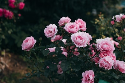 pink roses in bloom during daytime magnificent zoom background