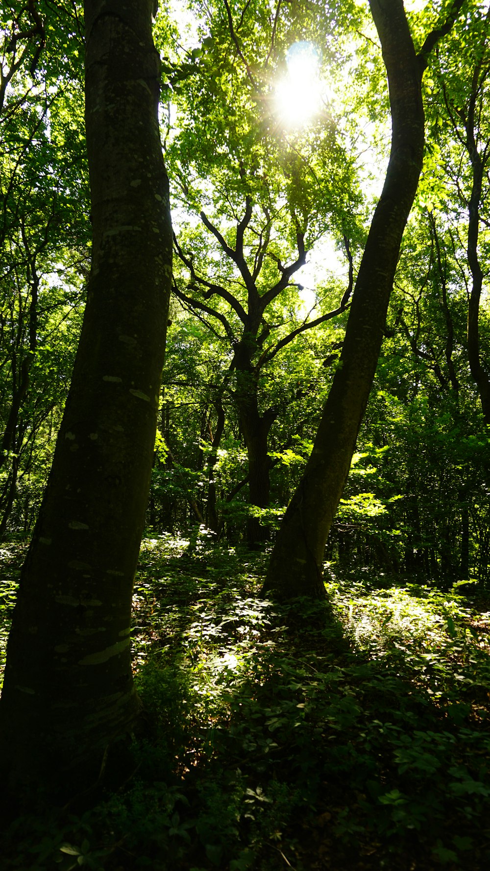 green trees on green grass during daytime