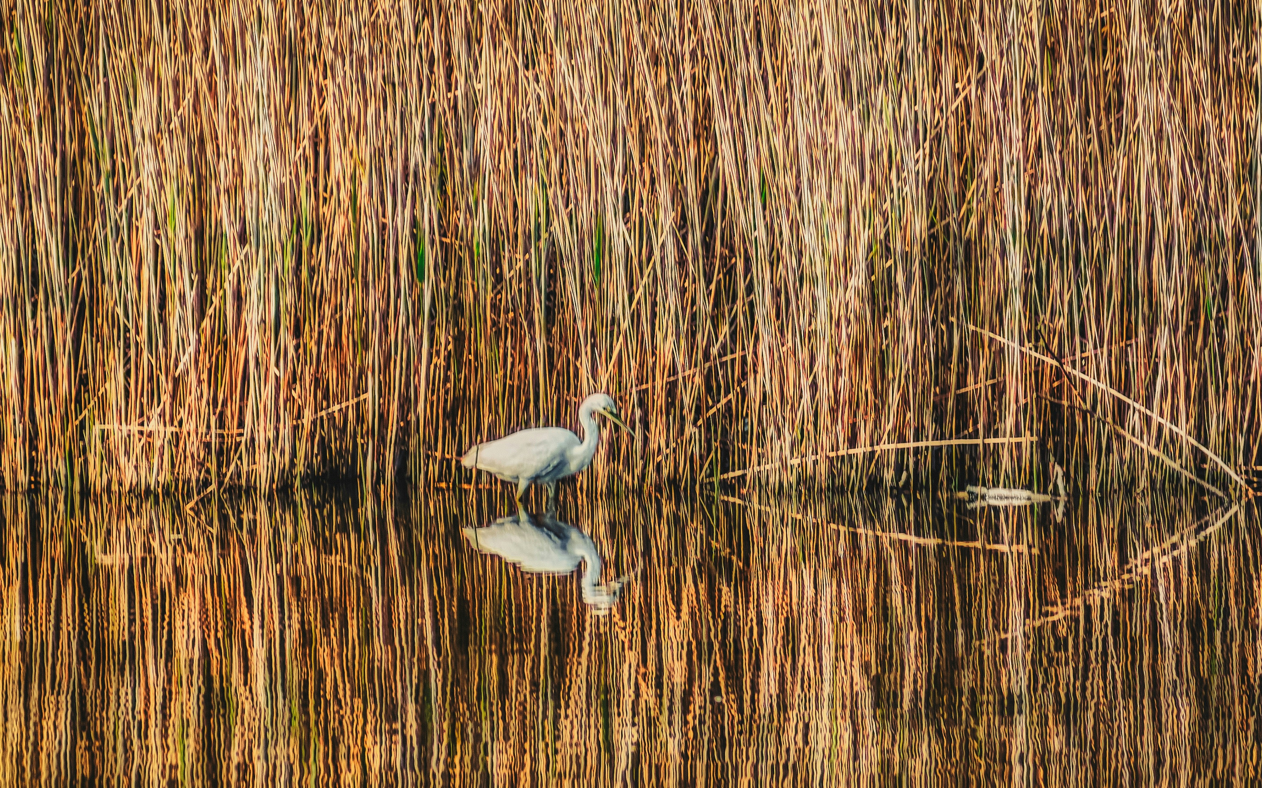 A great white egret (Ardea alba) hunts along a reed bed in Victoria Park in East Belfast (Apr., 2020).