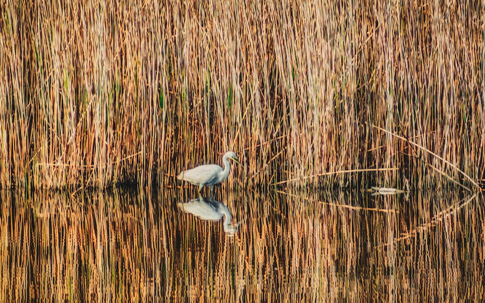 white bird flying over brown grass during daytime