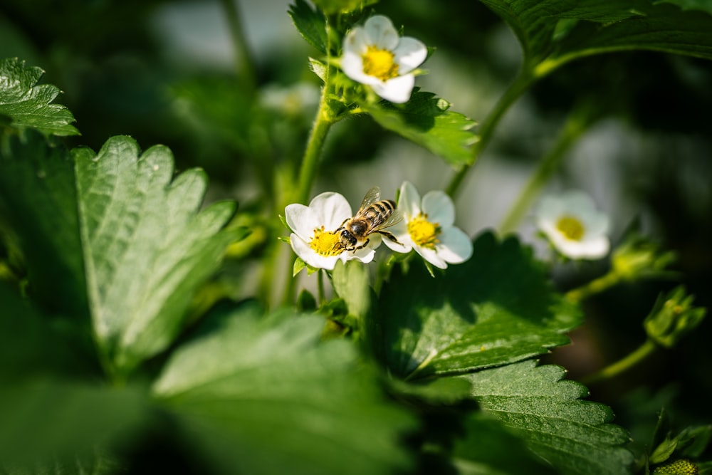 yellow and black bee on white flower