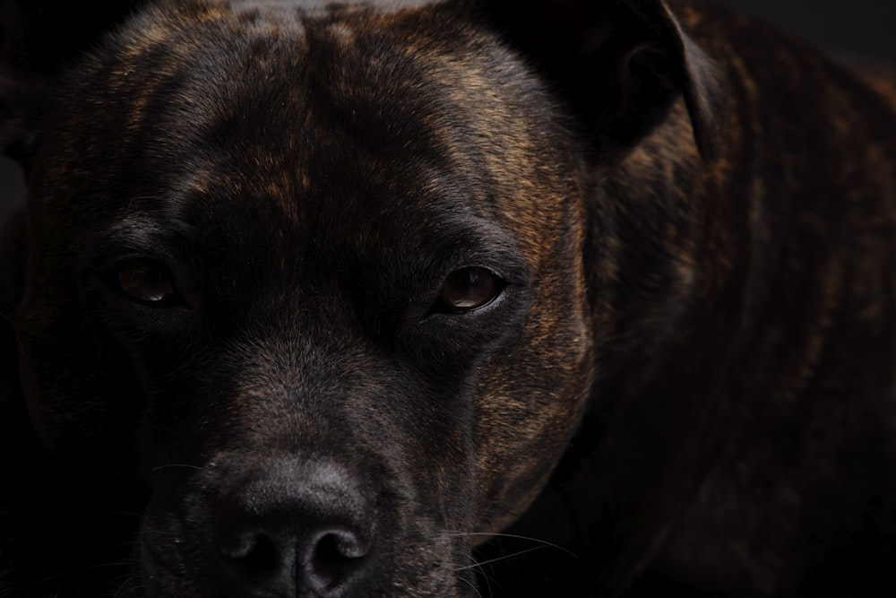 brown and black short coated dog