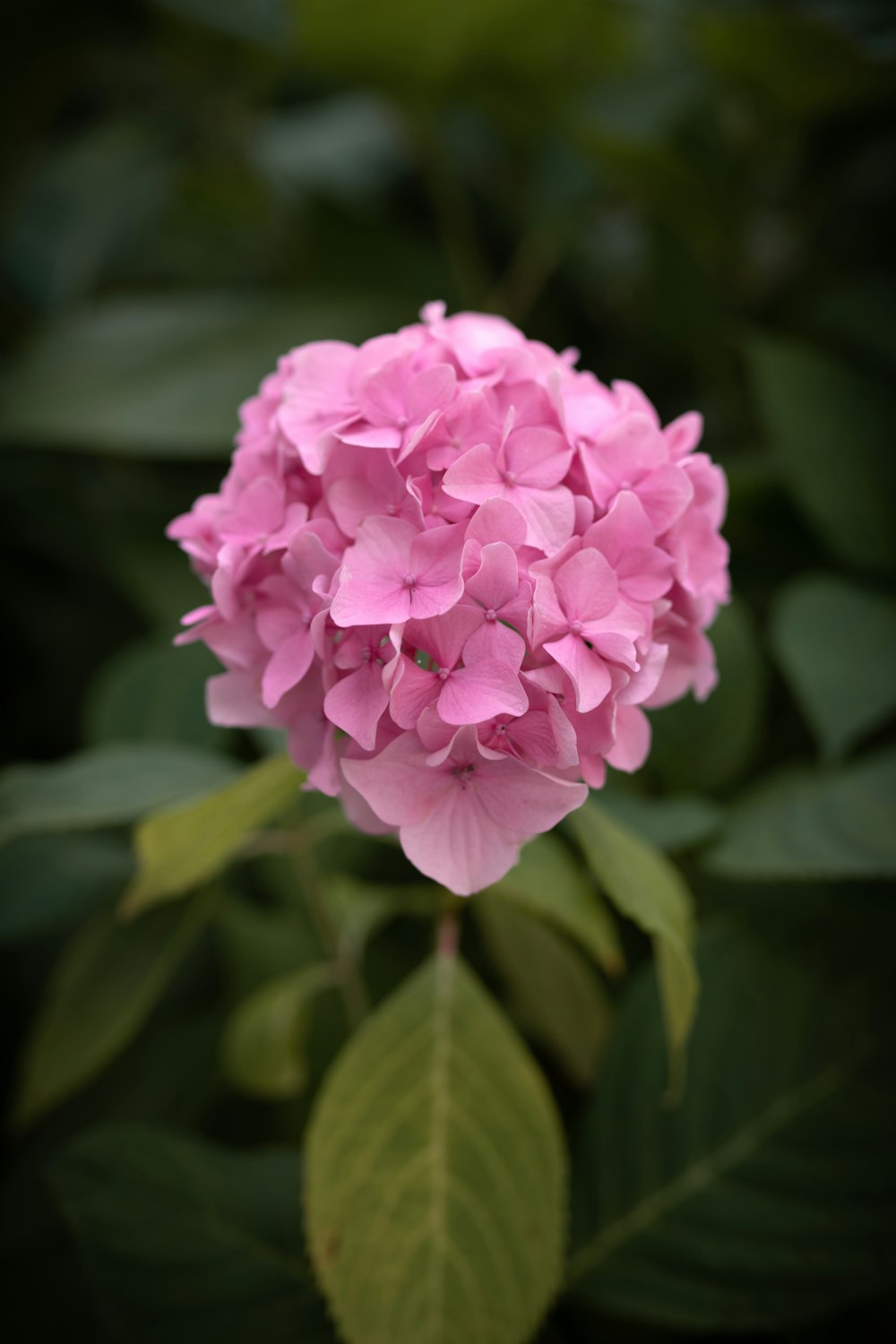 pink flower in tilt shift lens