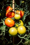 green and red tomatoes on green leaves