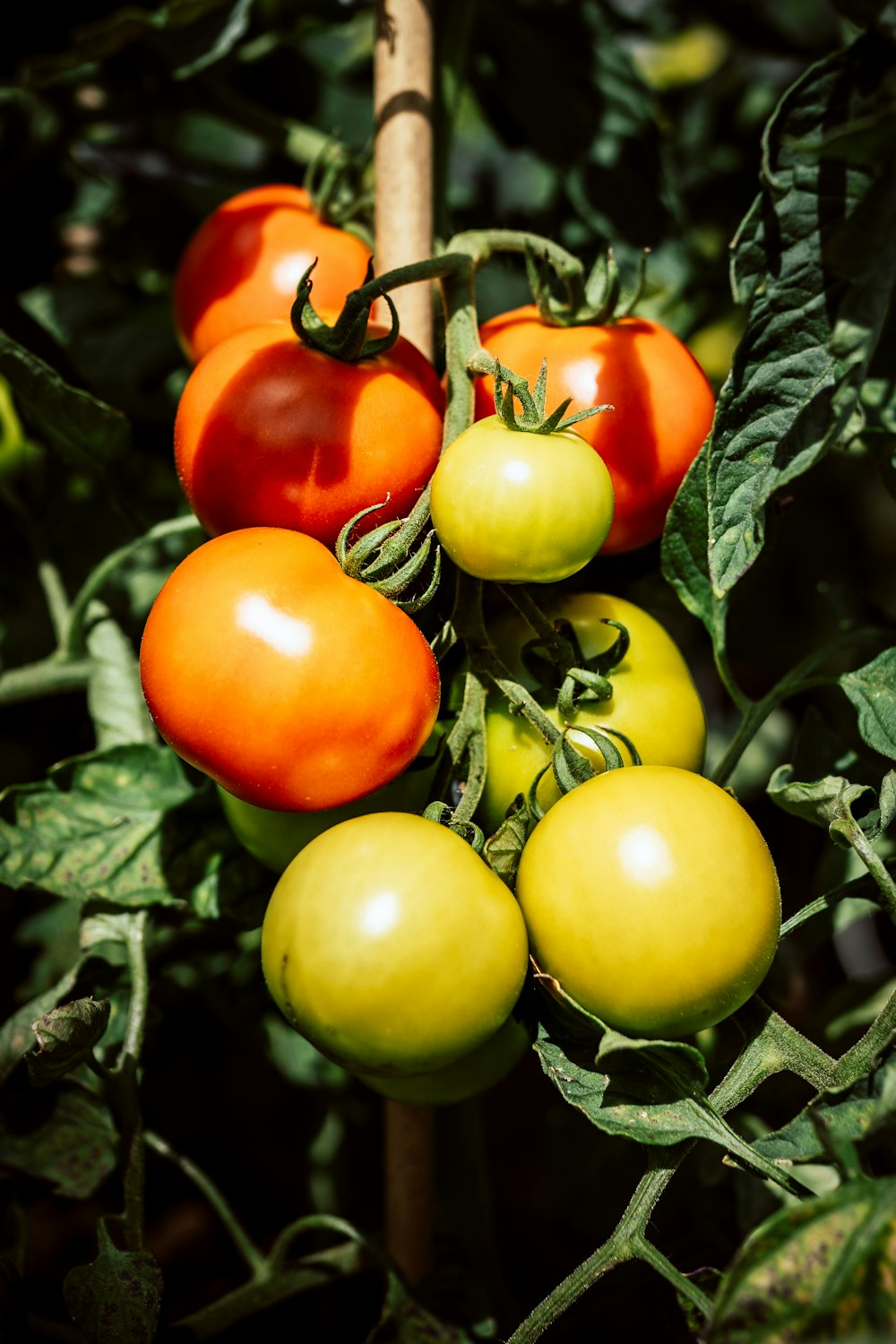 tomates verdes y rojos en hojas verdes