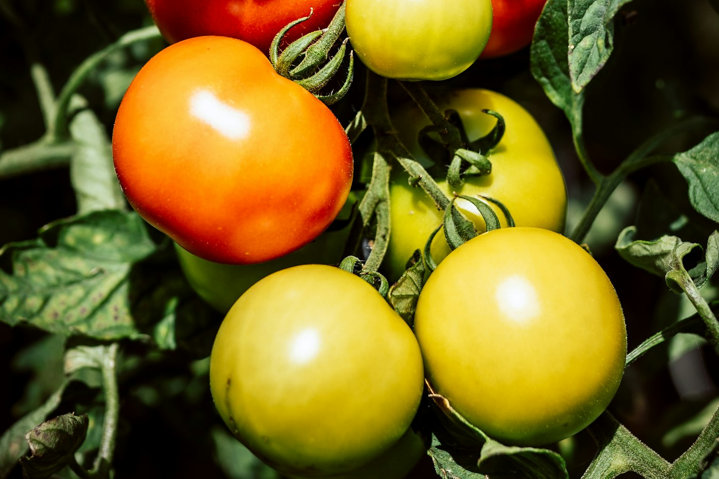 Green and red tomatoes ripening among the leaves