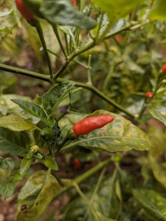 A close-up view of a chili pepper plant with a ripened red chili pepper and several green leaves. The leaves have some visible blemishes and yellowing. The plant's branches and stems are also visible.