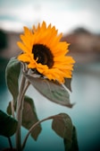 yellow sunflower in close up photography
