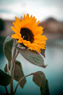 yellow sunflower in close up photography