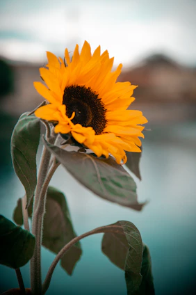 yellow sunflower in close up photography