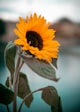 yellow sunflower in close up photography