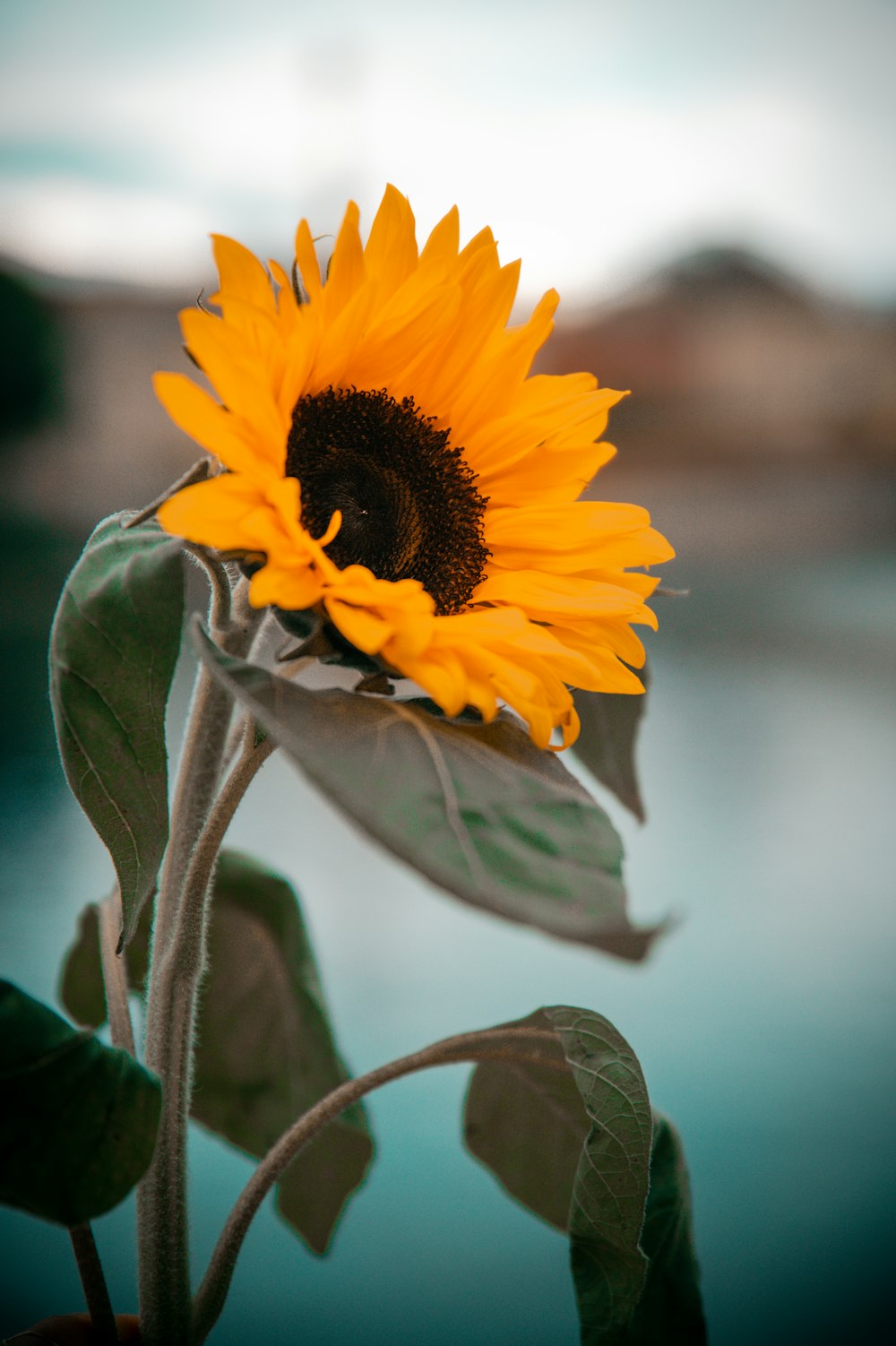 Gelbe Sonnenblume in Nahaufnahmen