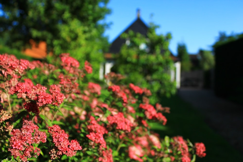 red flowers with green leaves