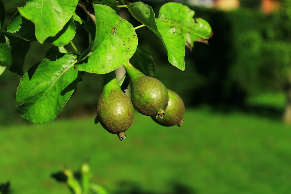 green fruit in macro shot