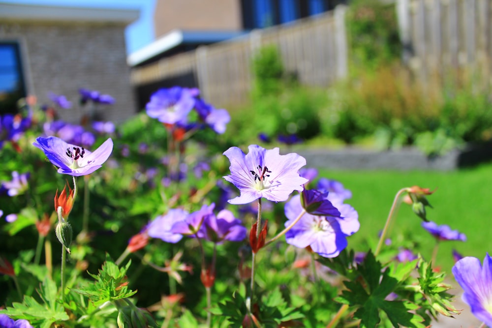 purple flower in tilt shift lens