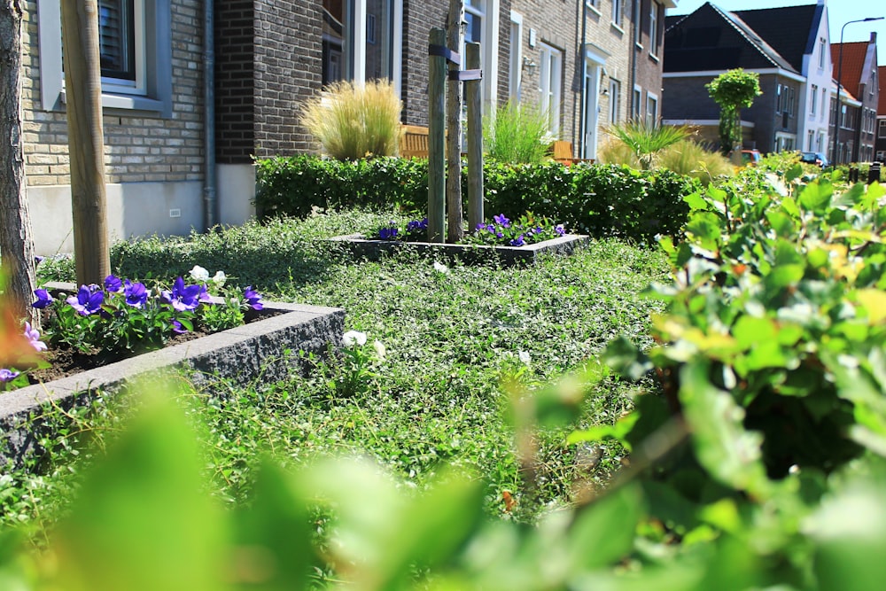 purple flowers on green grass field near brown concrete building during daytime