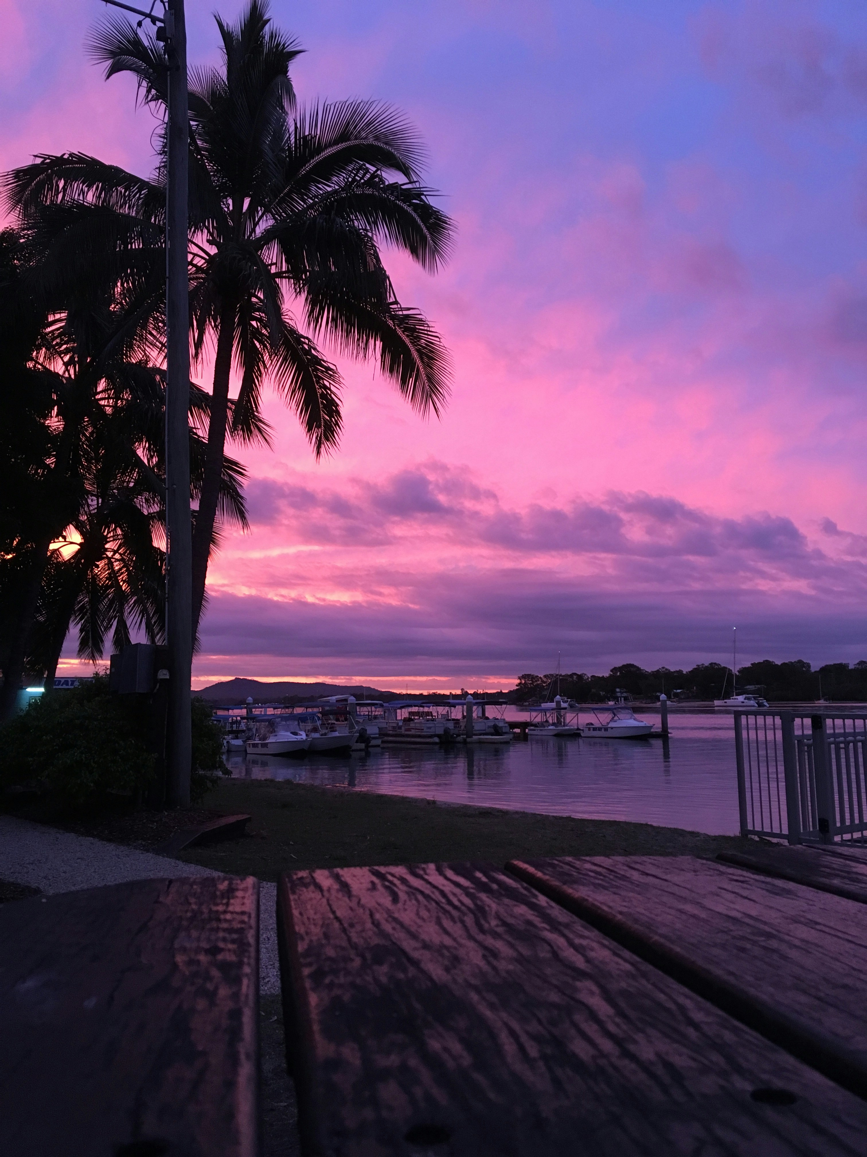 palm trees near body of water during daytime