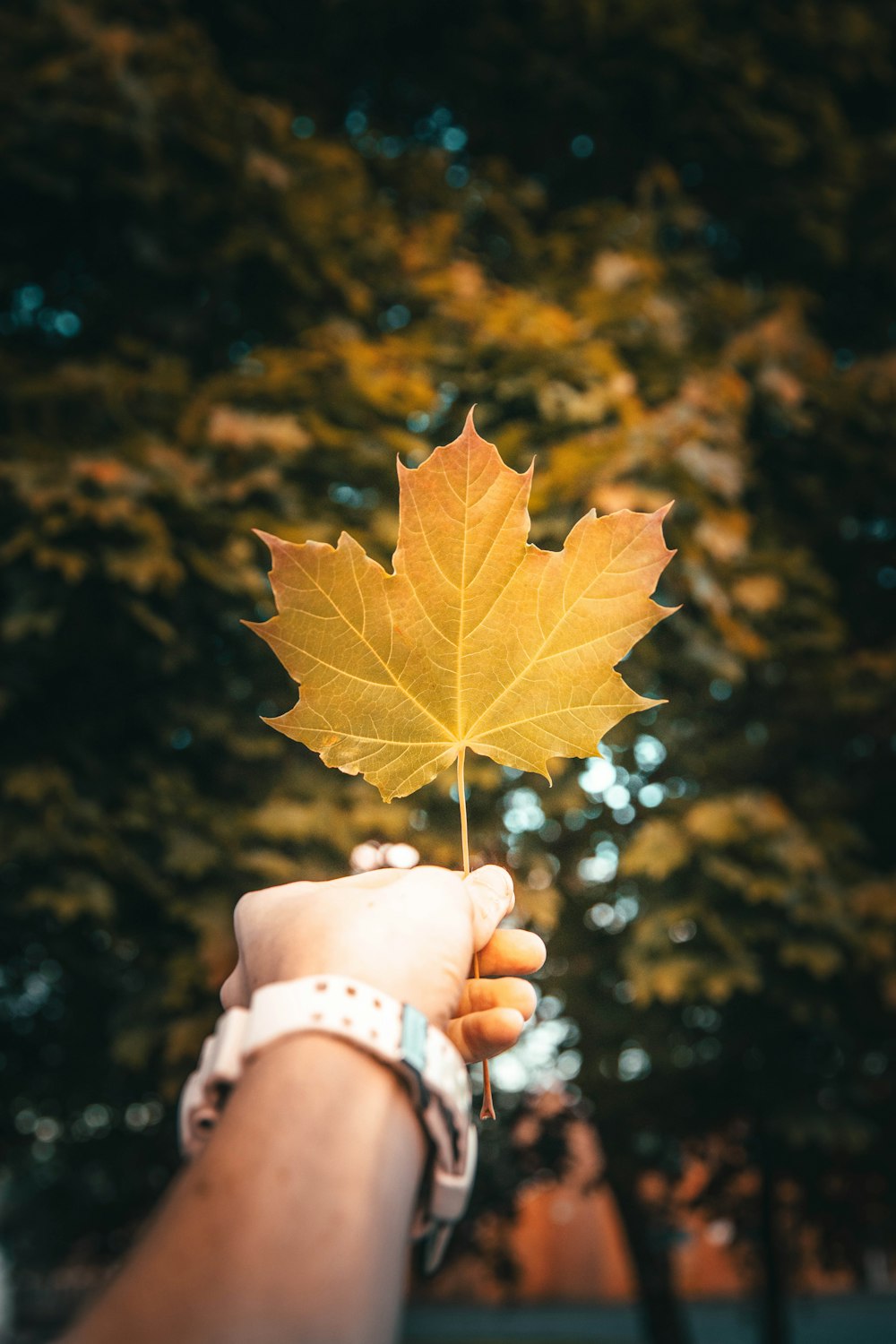 person holding yellow maple leaf