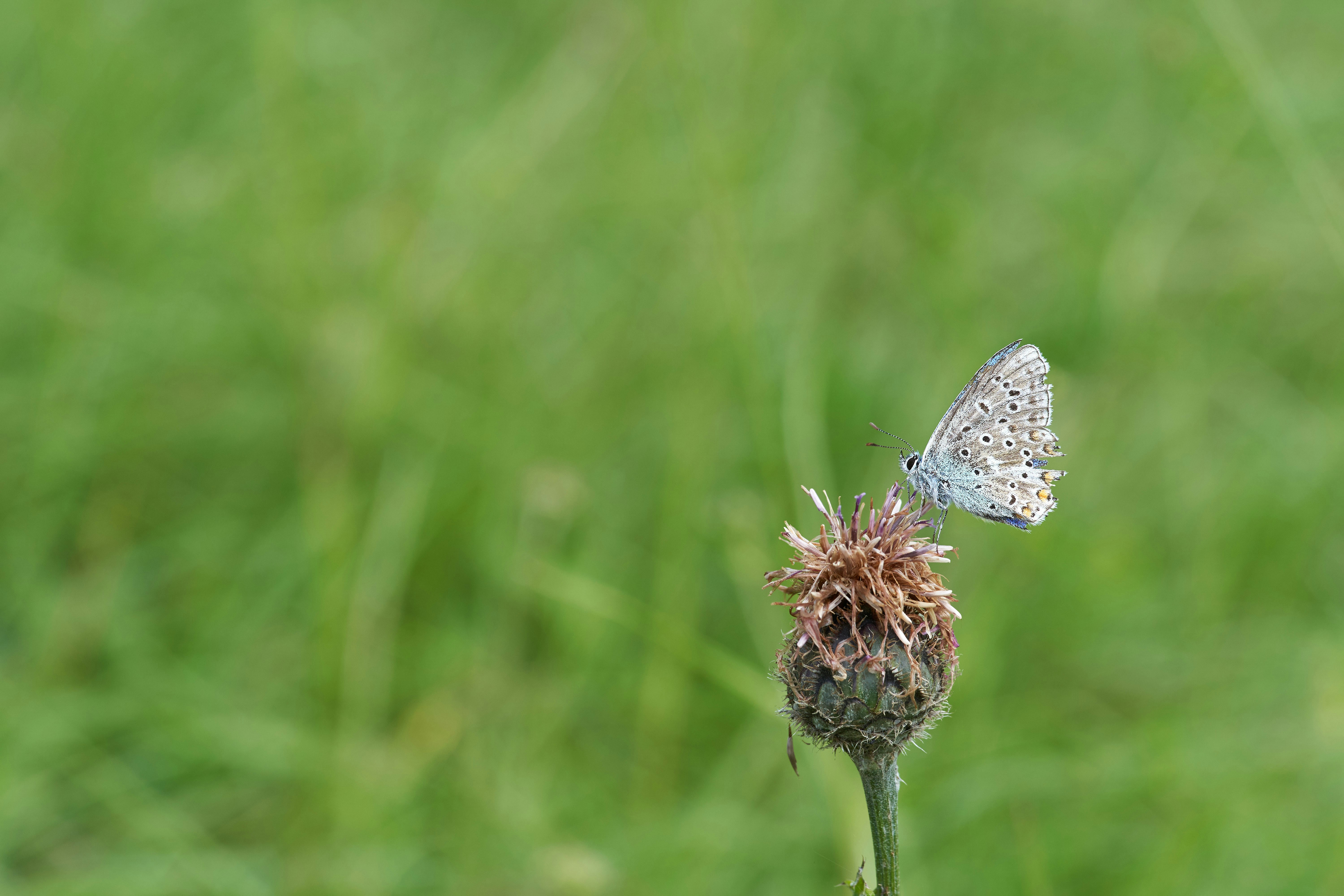 Photo by wolfgang_hasselmann