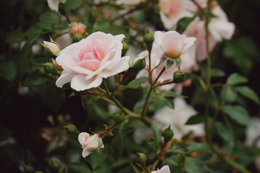 pink and white flower in tilt shift lens