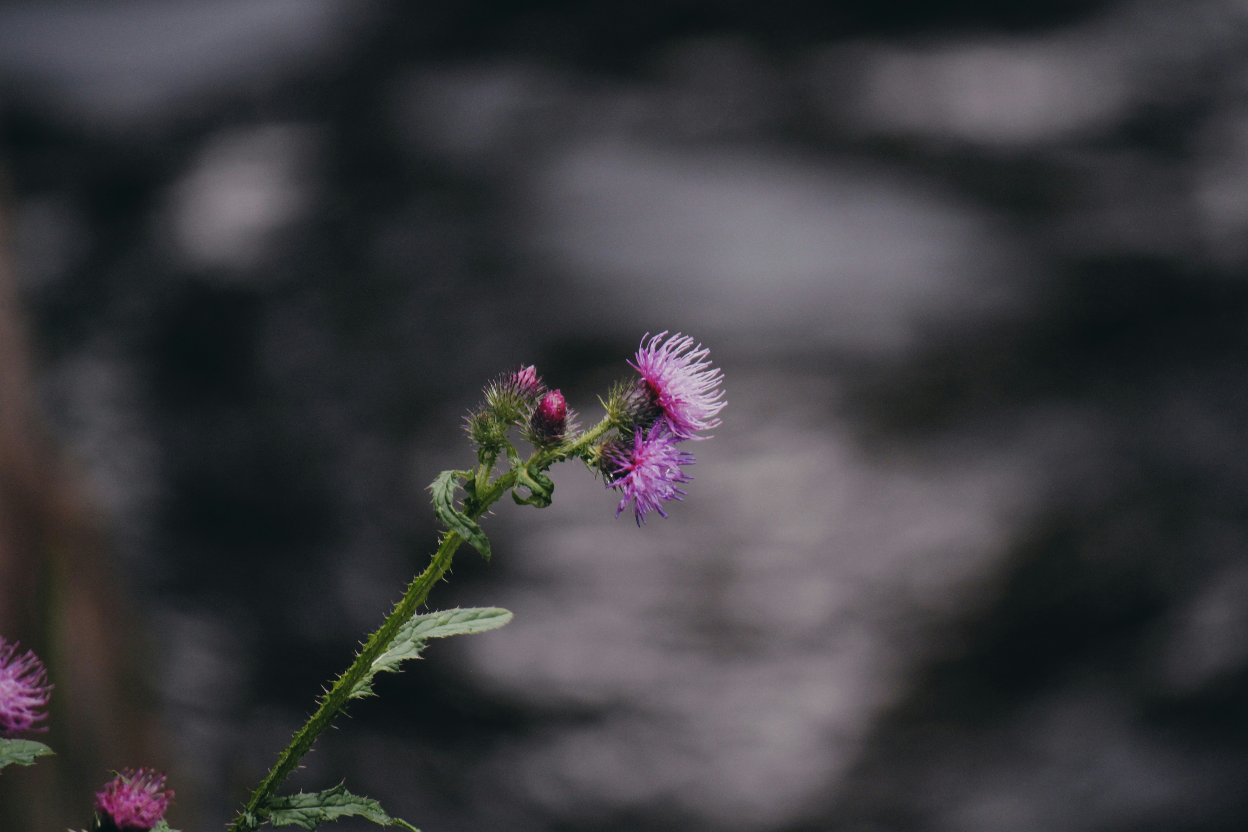 Photo by sesambrotchen