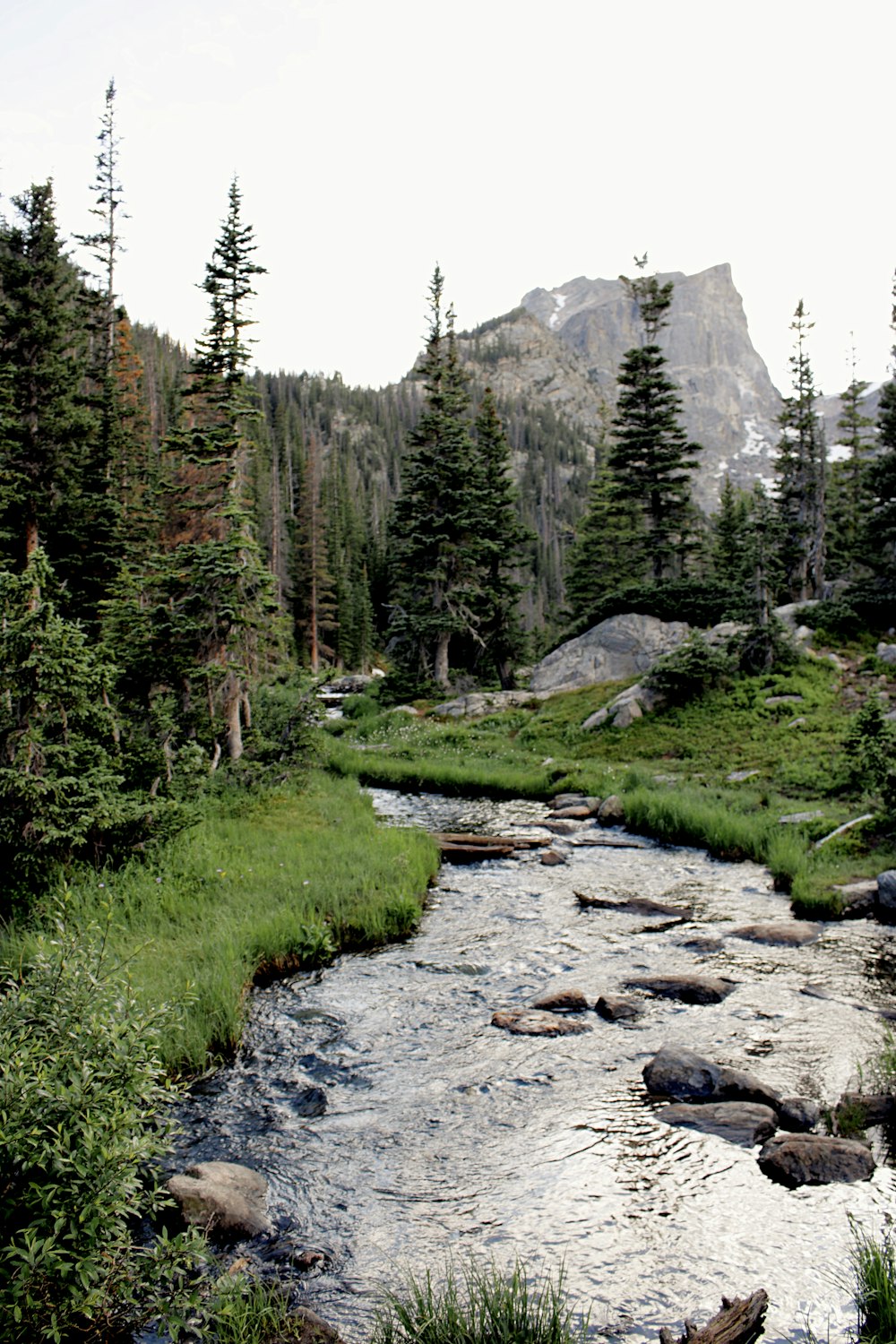 green pine trees near rocky mountain during daytime