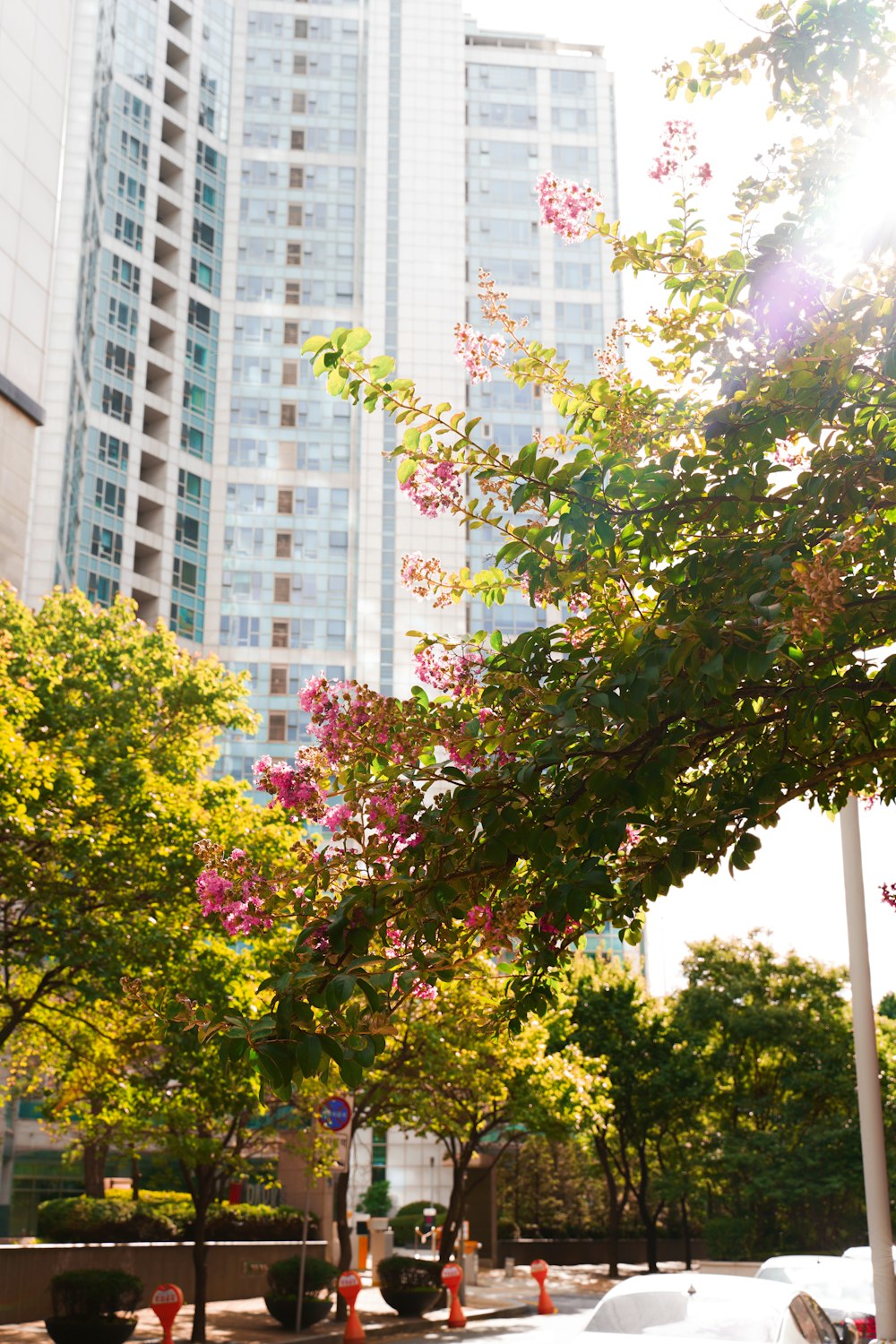 green and pink tree near white concrete building during daytime