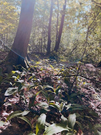 Sunlit forest floor with fresh green leaves and scattered ayurvedic herbs.