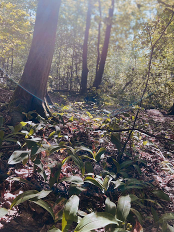 A peaceful woodland garden scene with native plants and hand-tended seed beds under dappled sunlight.