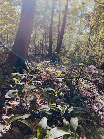 Sunlit forest floor with fresh green leaves and scattered ayurvedic herbs.