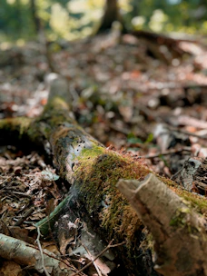 A mid-range disc resting on a mossy log with dappled sunlight filtering through trees.