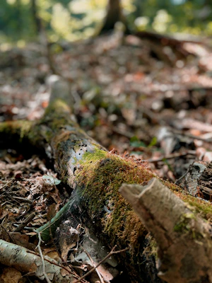 A mid-range disc resting on a mossy log with dappled sunlight filtering through trees.