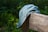Close-up of a rugged aussie kangooro cap resting on a wooden fence post.